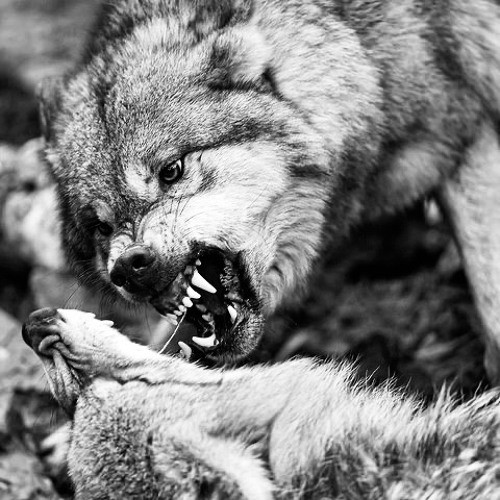 FEED THE WOLVES — 03 Greedo