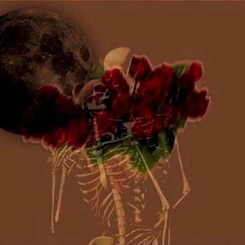 no roses — Mavi